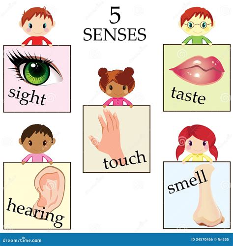 The Ultimate List Of Five Senses Books For Pictures Of Five Senses For Preschoolers - Pictures Of Five Senses For Preschoolers