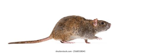The Walking Rat