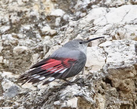 The Wallcreeper