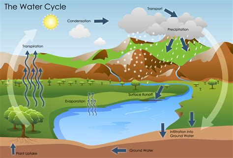 The Water Cycle