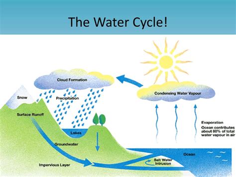 The Water Cycle Energy And Forces Worksheet Education The Water Cycle Worksheet Answer Key - The Water Cycle Worksheet Answer Key