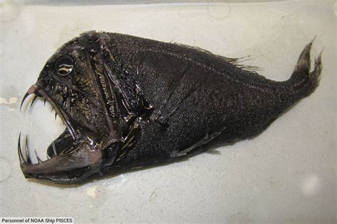 The Weird Truth About Fish And Their Periods