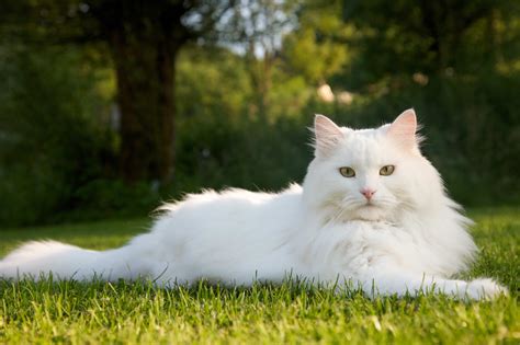 The White Cat