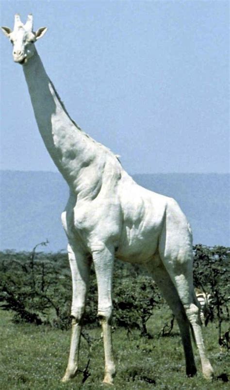 The White Giraffe