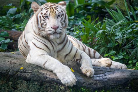 The White Tiger