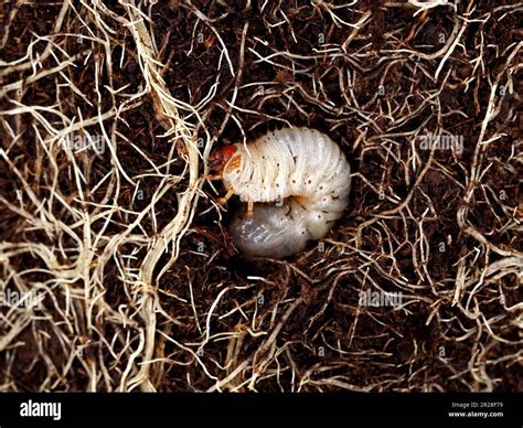 The White Worm