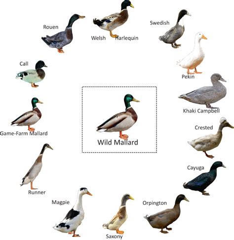 The Wild Duck Sparknotes