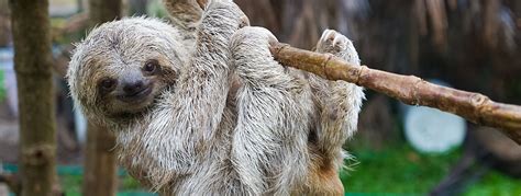 the wild sloth experience hkmf france