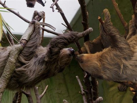 the wild sloth experience uelm switzerland