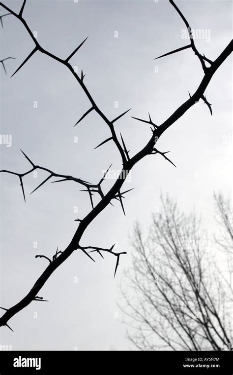 The Wild Thorn