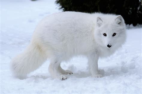 the winter fox