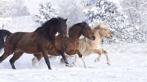 The Winter Horses
