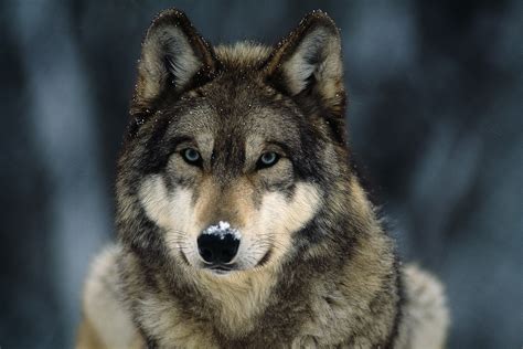 The Wolf