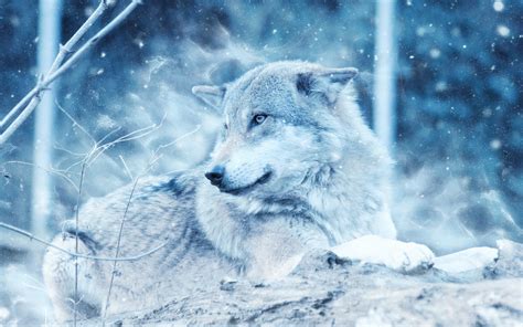 The Wolf In Winter