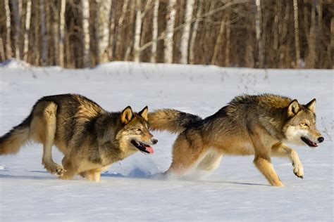 The Wolfs Hunt A Reverse Harem Fantasy The Goddesss Harem Book 2
