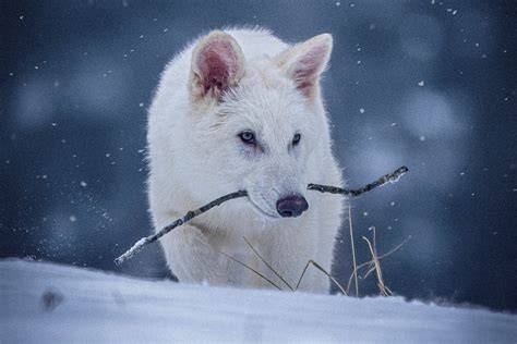 the wolves are back