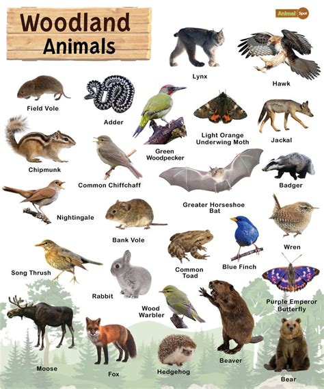 The Woods Hunteru0027s Online Journal Animals That Live In The Woods - Animals That Live In The Woods