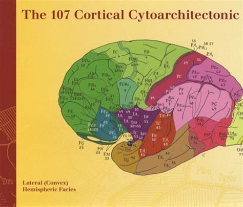Read Online The 107 Cortical Cytoarchitectonic Areas Of Constantin Von Economo And Georg N Koskinas In The Adult Human Brain Excerpt From Atlas Of The Human Cerebral Cortex Set Of 5 Copies 