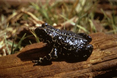 Read Online The Black Toad 
