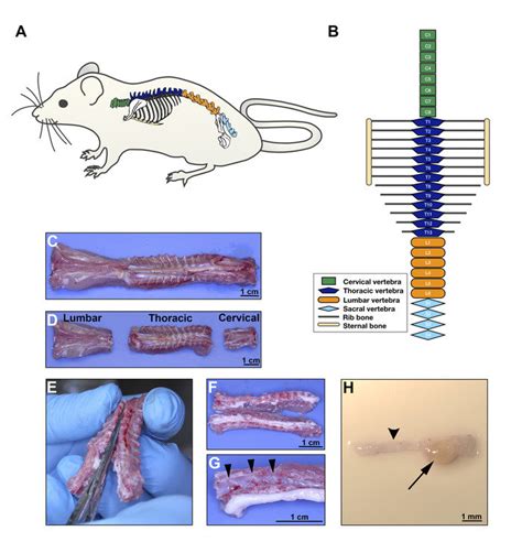Read Online The Development Of The Rat Spinal Cord Advances 