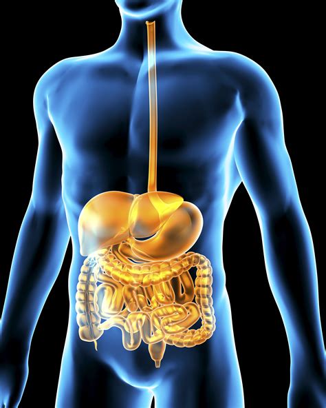 Full Download The Digestive System The Human Body 