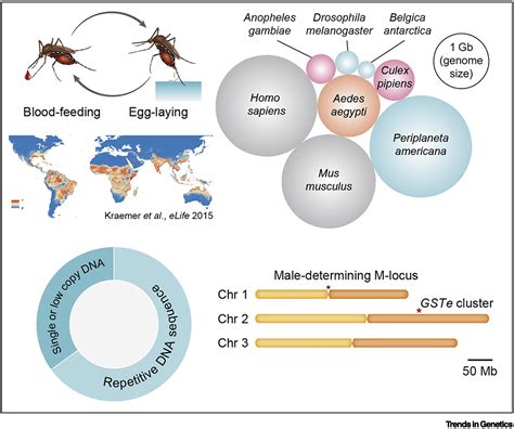 Full Download The Ecology Of Aedes Aegypti And Aedes Albopictus 