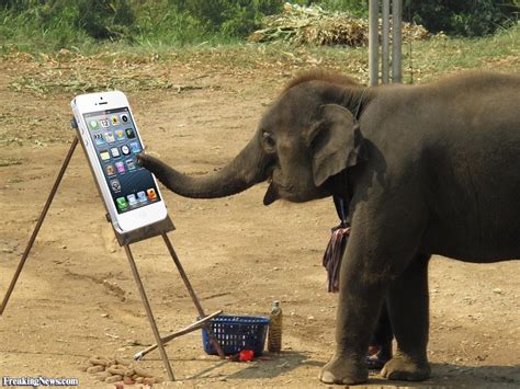 Read Online The Elephant The Tiger And The Cell Phone Download 