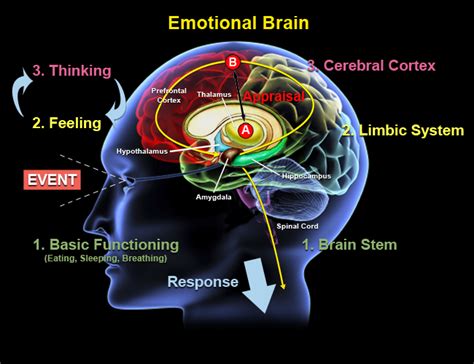 Download The Emotional Brain 