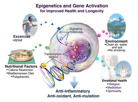Download The Epigenetics 