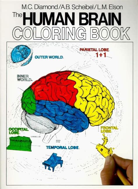 Full Download The Human Brain Coloring Book Coloring Concepts Series 