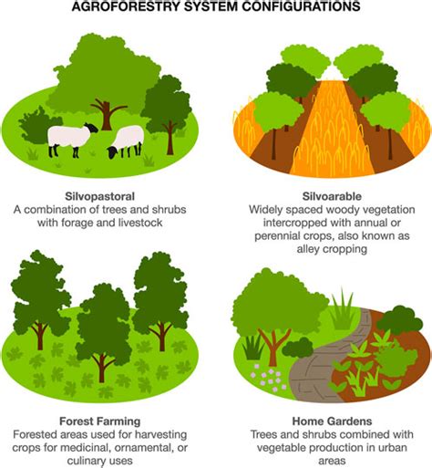 Download The Potential And Constraints Of Agroforestry In Forest 