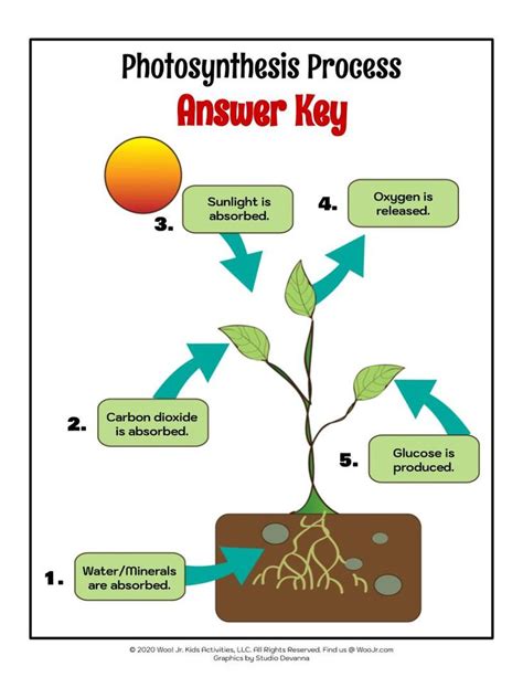 Read Online The Process Of Photosynthesis Answers 