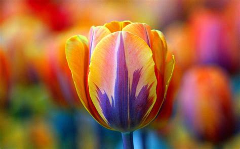 Read The Rainbow Tulip 