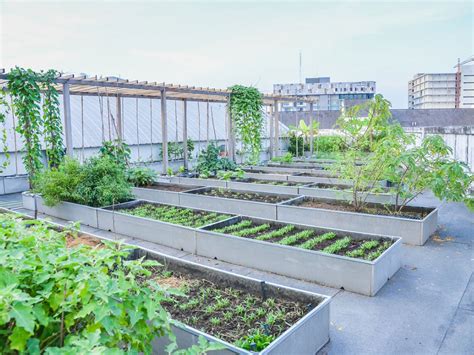 Full Download The Rooftop Growing Guide How To Transform Your Roof Into A Vegetable Garden Or Farm 