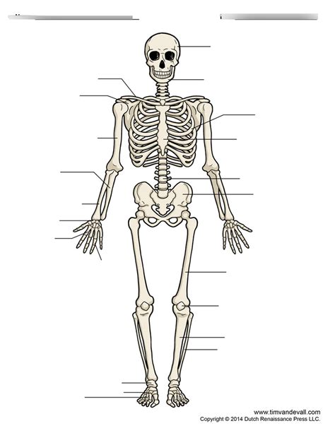 Full Download The Skeletal System Assignment Detailed Outline In The 