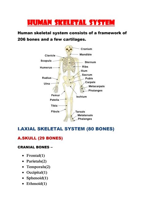 Full Download The Skeletal System Assignment Detailed Outline In The 