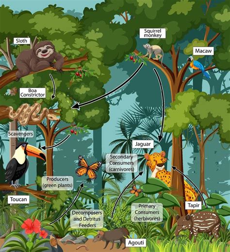 Read Online The Tropical Rain Forest A Web Of Life World Of Biomes 