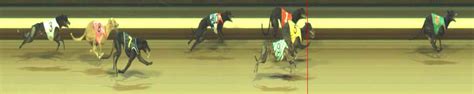 thedogs - Warragul 16 April 2024 Race 1 - Preview