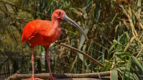 Theme For Scarlet Ibis