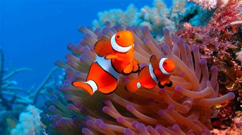 Theme Ocean Life Amp Sea Animals Super Teacher Kindergarten Sea Animal Worksheet  - Kindergarten Sea Animal Worksheet`