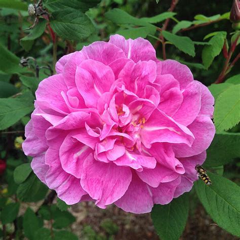 therese bugnet rose