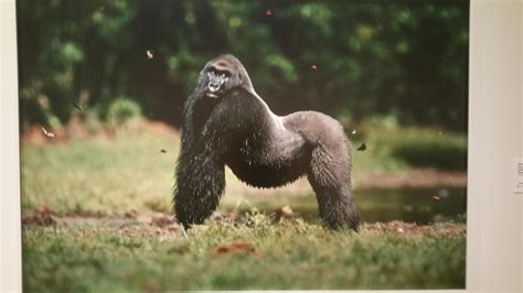 Thicc gorilla