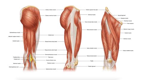 Thies Body Part