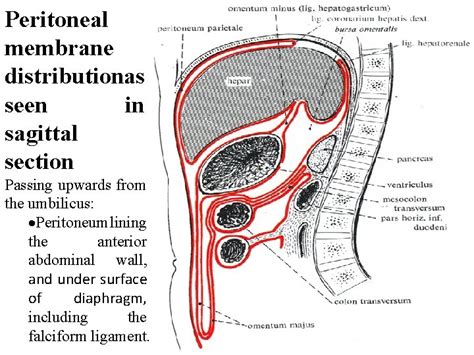 Thin Membrane Lining The Chambers Of The Heart And Valves