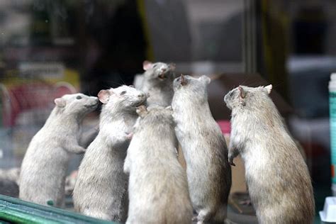 this is a rat group not a dating site