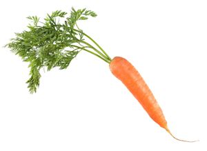This Is Not A Carrot Paraconsistent Mathematics Plus Carrot In Math - Carrot In Math