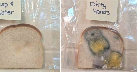 This Simple Bread Experiment Is A Genius Way Hand Washing Science Experiment - Hand Washing Science Experiment