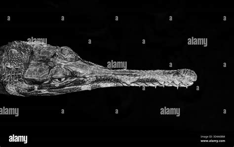 Thomas Stoma Crocodile
