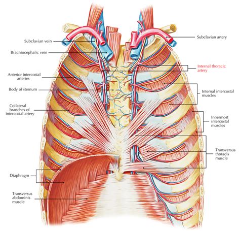Thoracic Internal Artery