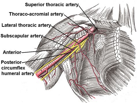 thoracoacromial-artery